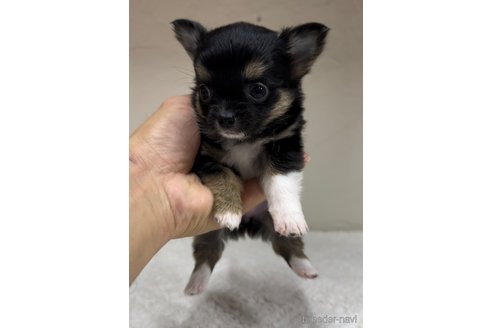 成約済の福岡県のチワワ(ロングコート)-289239の4枚目