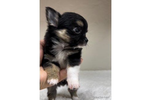 成約済の福岡県のチワワ(ロングコート)-289239の5枚目