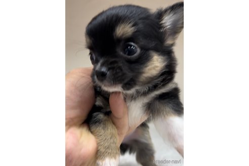 成約済の福岡県のチワワ(ロングコート)-289239の6枚目