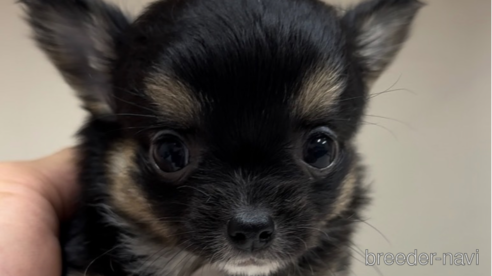 成約済の福岡県のチワワ(ロングコート)-289239の2枚目