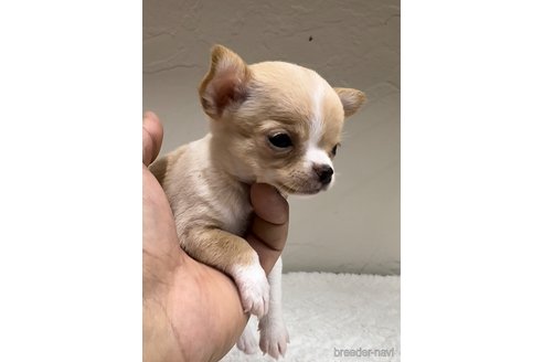 成約済の福岡県のチワワ(スムースコート)-289238の4枚目