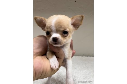 成約済の福岡県のチワワ(スムースコート)-289238の5枚目