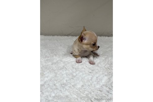 成約済の福岡県のチワワ(スムースコート)-289238の3枚目