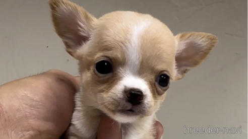 成約済の福岡県のチワワ(スムースコート)-289238の1枚目