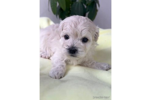 成約済の福岡県のマルプー:マルチーズ×トイプードル-291329の3枚目