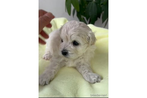 成約済の福岡県のマルプー:マルチーズ×トイプードル-291329の4枚目