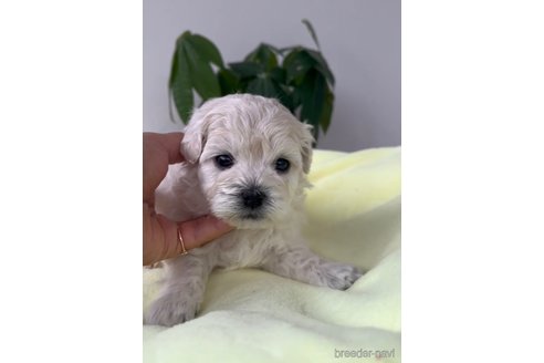 成約済の福岡県のマルプー:マルチーズ×トイプードル-291329の5枚目