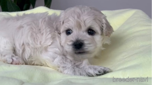 成約済の福岡県のマルプー:マルチーズ×トイプードル-291329の2枚目