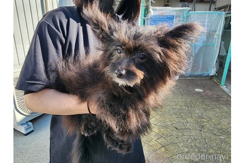 成約済の愛知県のミックス犬-254962の6枚目
