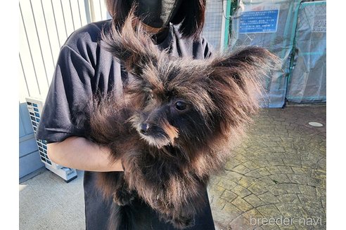 成約済の愛知県のミックス犬-254962の7枚目