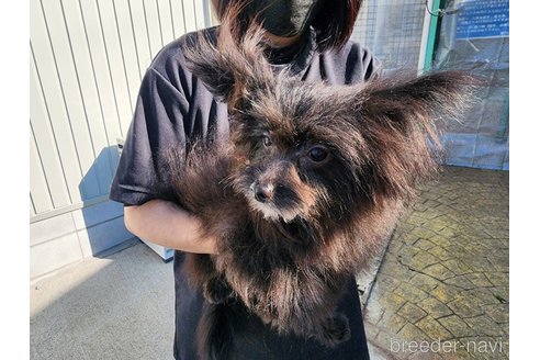 成約済の愛知県のミックス犬-254962の5枚目