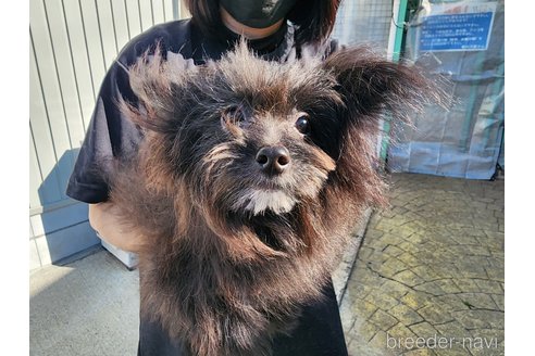 成約済の愛知県のミックス犬-254962の2枚目