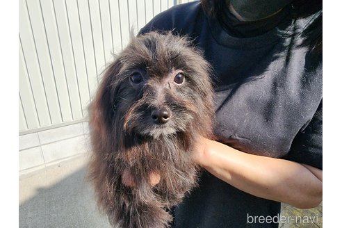 成約済の愛知県のミックス犬-254962の3枚目