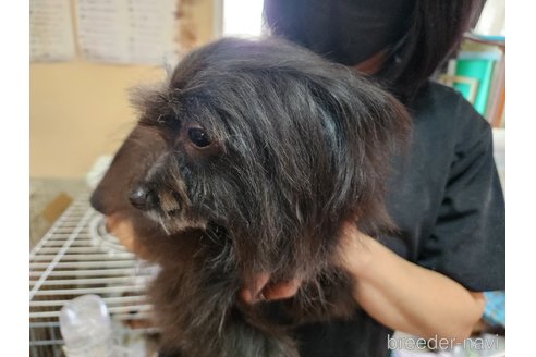成約済の愛知県のミックス犬-254962の4枚目