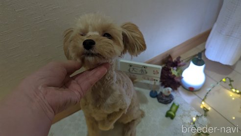 成約済の広島県のチワプー:チワワ×トイプードル-271216の127枚目
