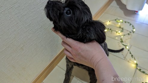 成約済の広島県のチワプー:チワワ×トイプードル-271215の64枚目