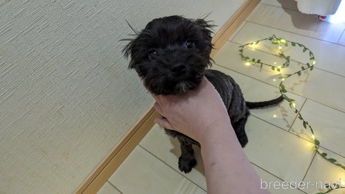 成約済の広島県のチワプー:チワワ×トイプードル-271215の61枚目