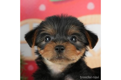 成約済の千葉県のヨークシャーテリア-291383の1枚目