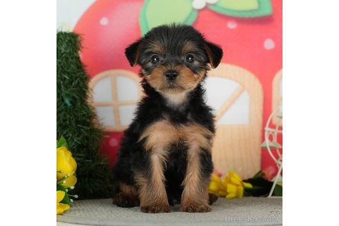 成約済の千葉県のヨークシャーテリア-291383の8枚目