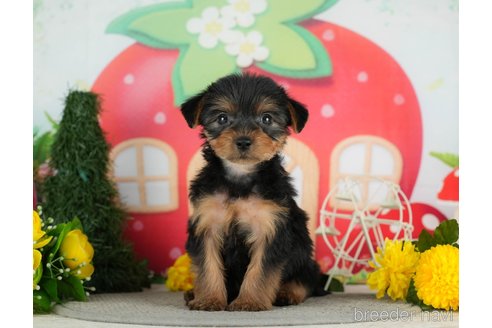 成約済の千葉県のヨークシャーテリア-291383の10枚目