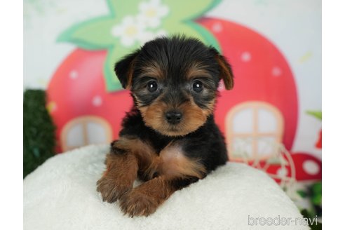 成約済の千葉県のヨークシャーテリア-291383の9枚目