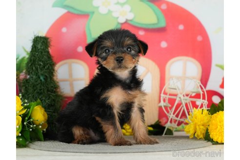 成約済の千葉県のヨークシャーテリア-291383の7枚目