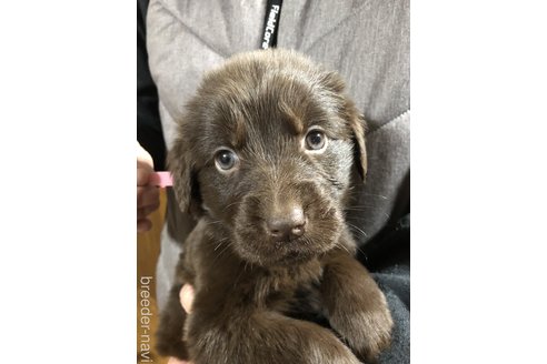 成約済の兵庫県のミックス犬-289298の1枚目