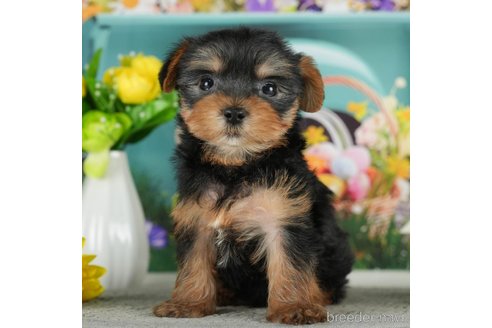 成約済の千葉県のヨークシャーテリア-291384の5枚目