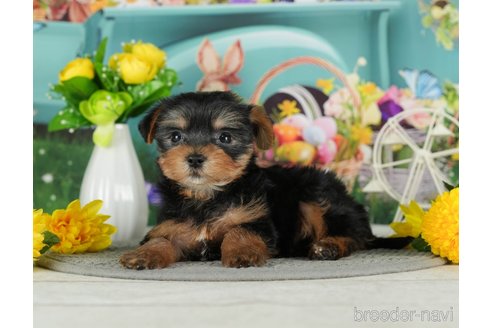 成約済の千葉県のヨークシャーテリア-291384の6枚目