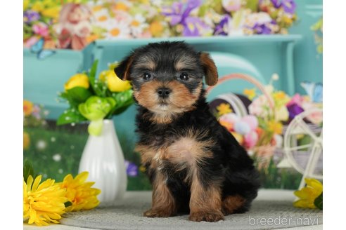 成約済の千葉県のヨークシャーテリア-291384の7枚目