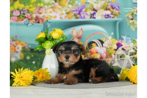 成約済の千葉県のヨークシャーテリア-291384の10枚目