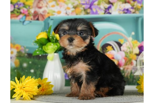 成約済の千葉県のヨークシャーテリア-291384の9枚目