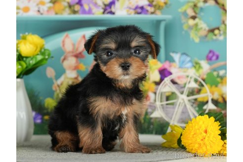 成約済の千葉県のヨークシャーテリア-291384の8枚目