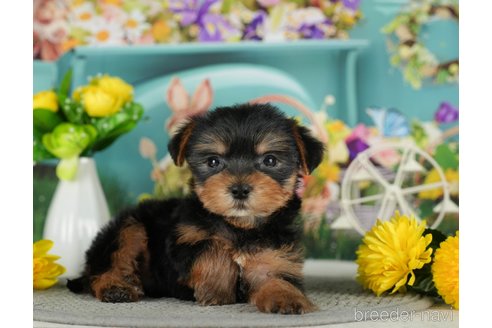 成約済の千葉県のヨークシャーテリア-291384の2枚目