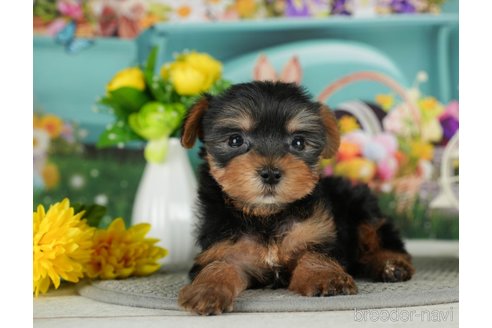 成約済の千葉県のヨークシャーテリア-291384の3枚目