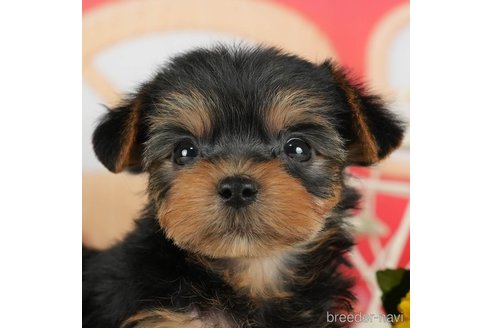 成約済の千葉県のヨークシャーテリア-291386