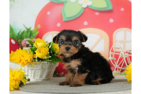 成約済の千葉県のヨークシャーテリア-291386の9枚目