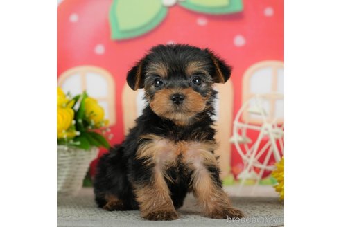成約済の千葉県のヨークシャーテリア-291386の2枚目