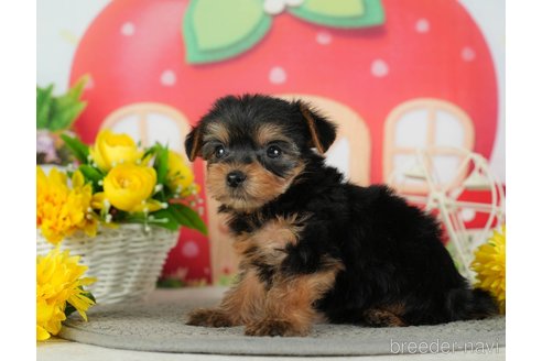 成約済の千葉県のヨークシャーテリア-291386の4枚目