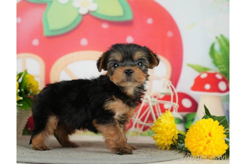 成約済の千葉県のヨークシャーテリア-291386の5枚目
