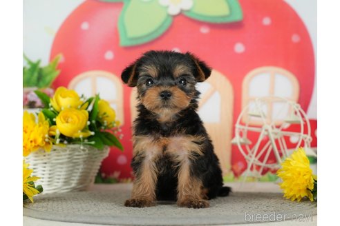 成約済の千葉県のヨークシャーテリア-291386の6枚目