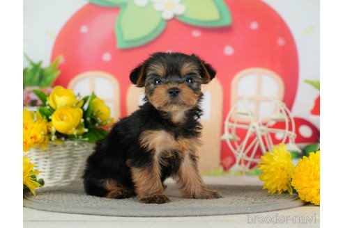 成約済の千葉県のヨークシャーテリア-291386の7枚目