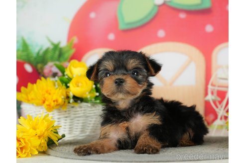 成約済の千葉県のヨークシャーテリア-291386の8枚目