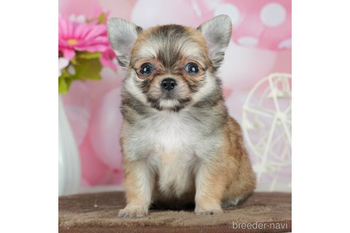 成約済の千葉県のチワワ(ロングコート)-291387