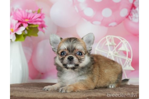 成約済の千葉県のチワワ(ロングコート)-291387の3枚目