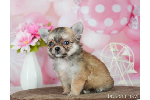 成約済の千葉県のチワワ(ロングコート)-291387の2枚目