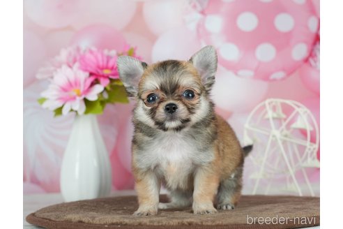 成約済の千葉県のチワワ(ロングコート)-291387の6枚目