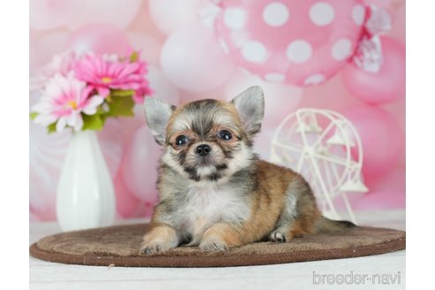 成約済の千葉県のチワワ(ロングコート)-291387の5枚目