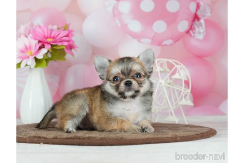 成約済の千葉県のチワワ(ロングコート)-291387の4枚目