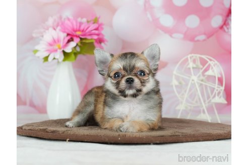 成約済の千葉県のチワワ(ロングコート)-291387の7枚目